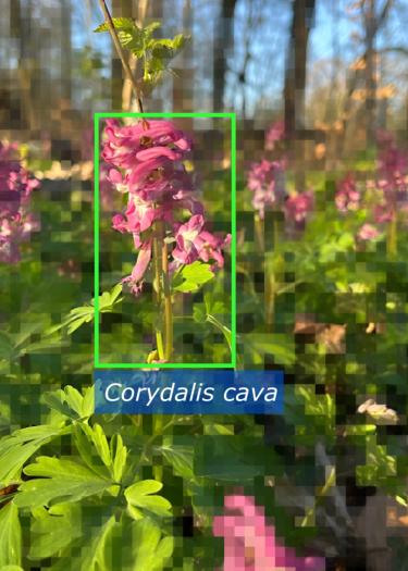Bild einer rosa blühenden mit dem Namen darunter: Corydalis cava