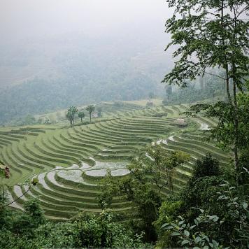 Landwirtschaftlich genutzte Terassenfelder in Vietnam
